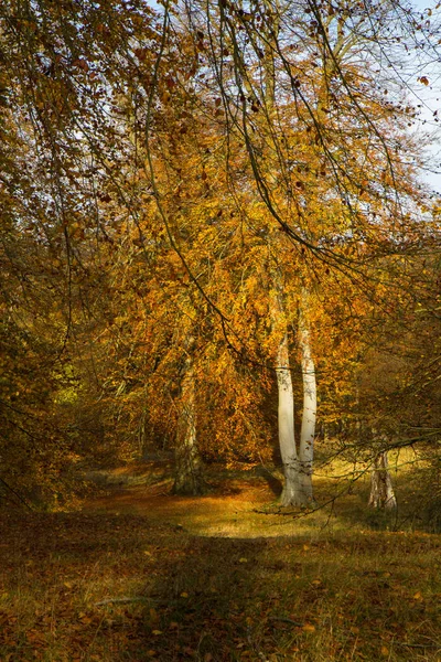 Herbst Einem Wald Nördlich Von Kopenhagen Dänemark — Stockfoto