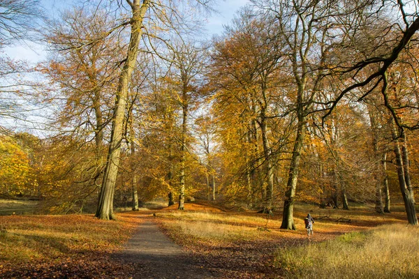 Höst Skogen Norr Köpenhamn Danmark — Stockfoto