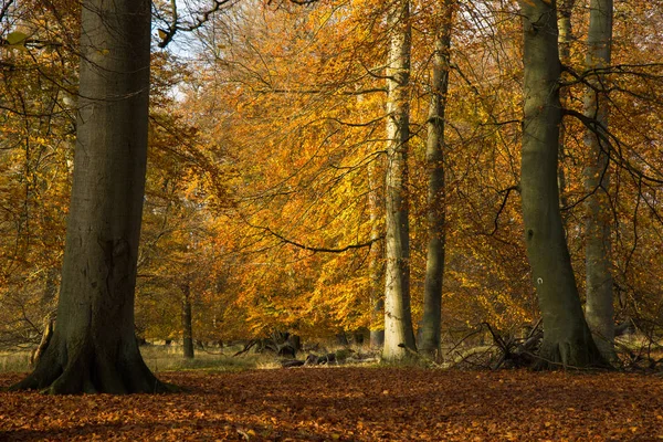 Automne Dans Une Forêt Nord Copenhague Danemark — Photo