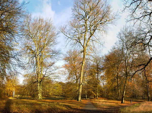 Herbst Einem Wald Nördlich Von Kopenhagen Dänemark — Stockfoto