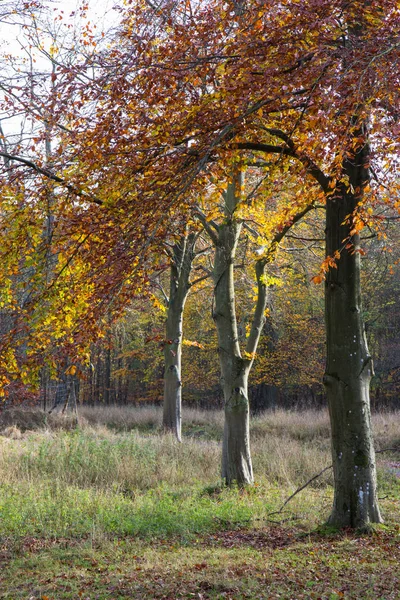Herbst im Wald — Stockfoto