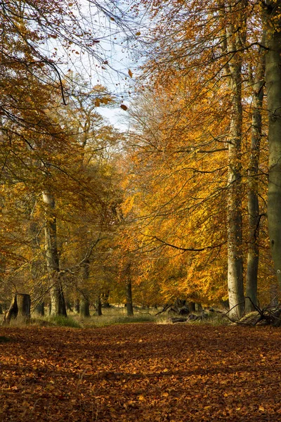 Herbst im Wald — Stockfoto