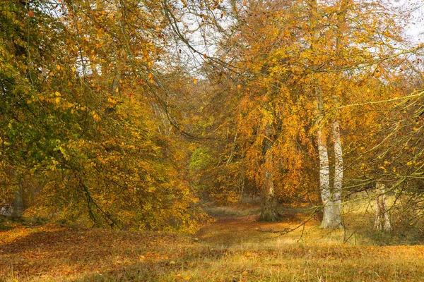 Otoño en un bosque — Foto de Stock