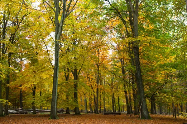 Autumn in a forest — Stock Photo, Image