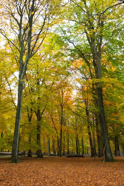 Autumn in a forest — Stock Photo, Image