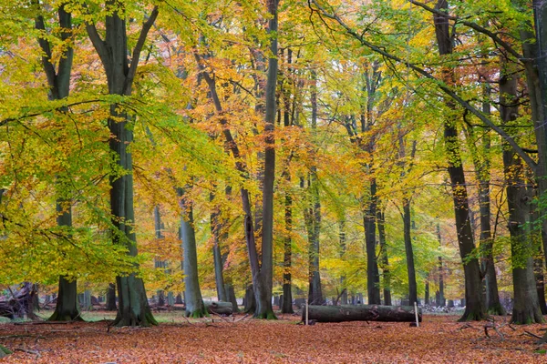 Hösten i en skog — Stockfoto