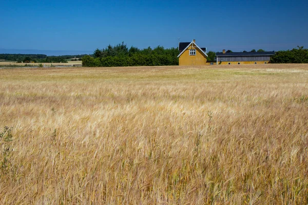 Beautifuls Alanları Olgun Buğday Countiside Danimarka — Stok fotoğraf