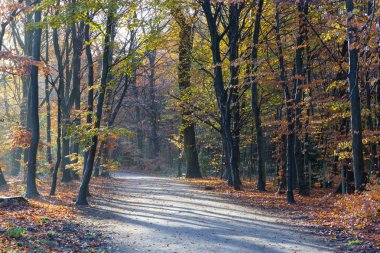 bir ormandaki geç sonbaharda