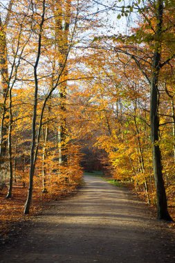 bir ormandaki geç sonbaharda
