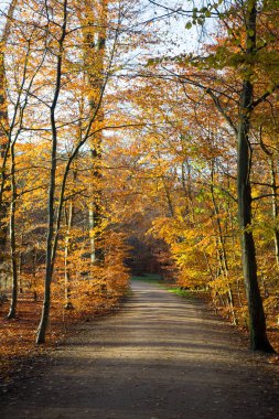 bir ormandaki geç sonbaharda
