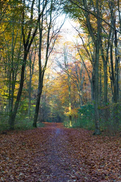 Późną jesienią w lesie — Zdjęcie stockowe