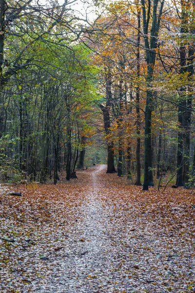 bir ormandaki geç sonbaharda