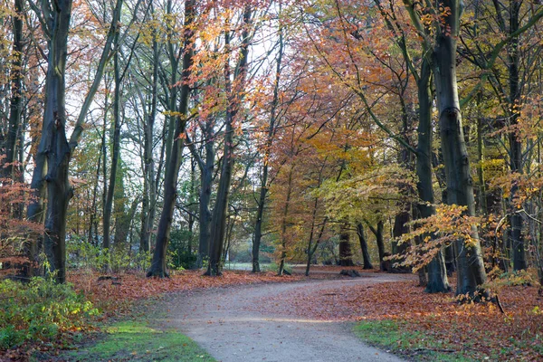 Pozdní podzim v lese — Stock fotografie