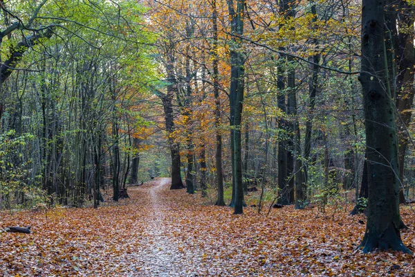 森林中的深秋 — 图库照片