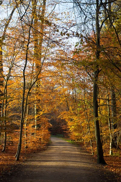 Fine autunno in una foresta — Foto Stock