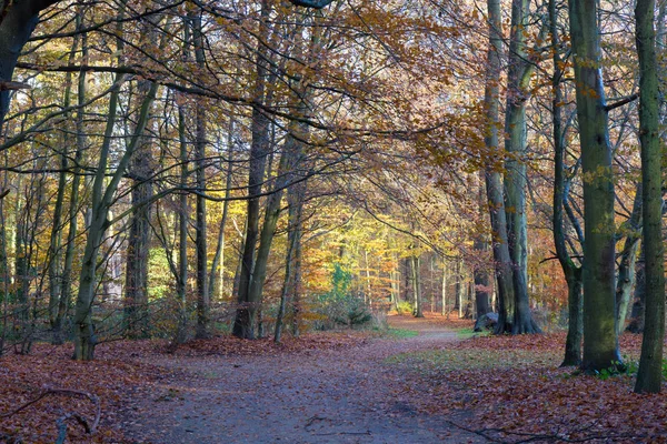 Sent på hösten i en skog — Stockfoto