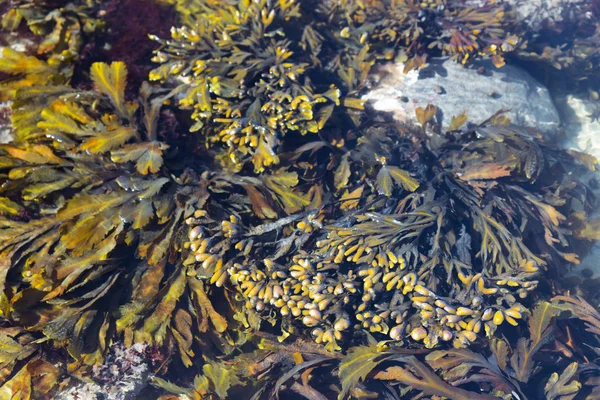 Padrão criado por algas na superfície da água — Fotografia de Stock