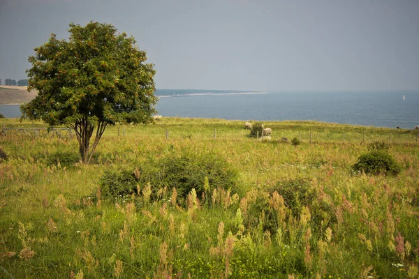 Arbre Solitaire Dans Une Prairie Près Mer — Photo