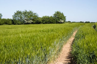 Taze bahar meadows kırsal alanlarda güzel görünümü