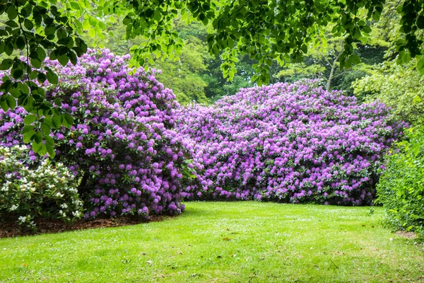 Pink Rhododendron Flowers Garden Sweden — Stock Photo, Image