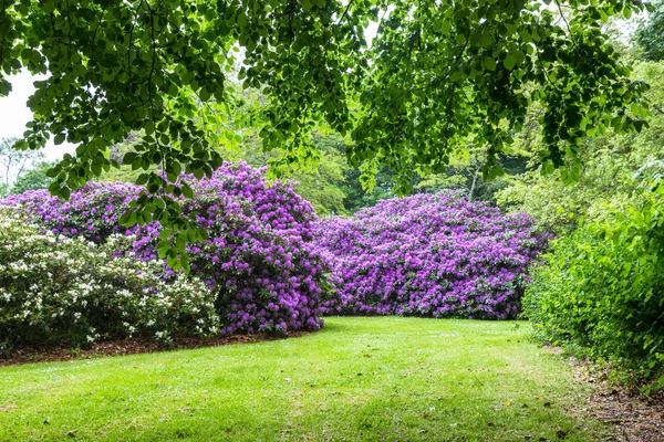 Flores Rhododendron Rosa Jardín Suecia — Foto de Stock