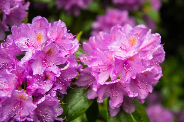 Roze Bloemen Van Rhododendron Een Tuin Zweden — Stockfoto