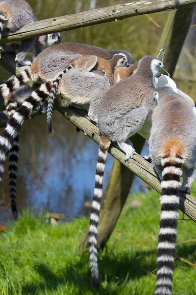 Záda Rodiny Lemurů Zoo — Stock fotografie