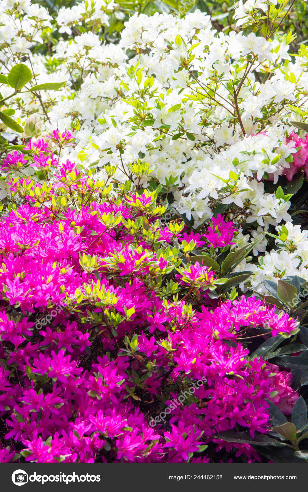 Sehr Schone Rhododendron Frowers Straucher Einem Garten Schweden