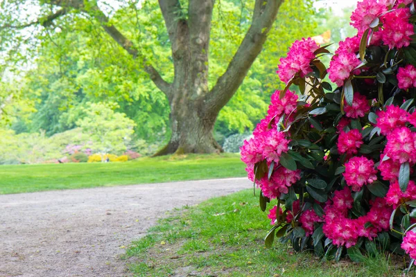 スウェーデンの庭で美しいシャクナゲ豊凶の茂み — ストック写真