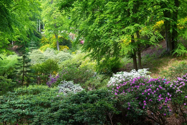 Schöne Rhododendron Stirnrunzeln Sträucher Einem Garten Schweden — Stockfoto