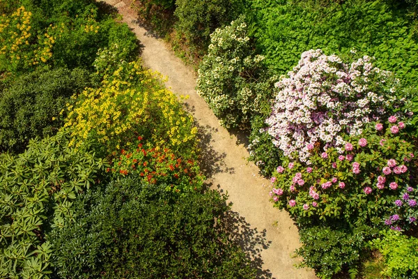 Beautifull Rhododendron Frunce Ceño Jardín Suecia — Foto de Stock