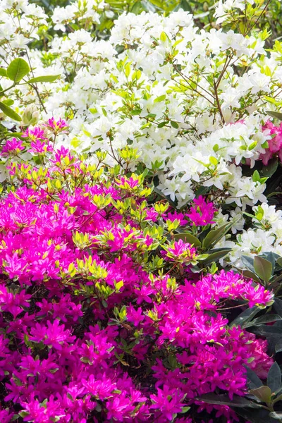 Prachtige Rhododendron Frowers Struiken Een Tuin Zweden — Stockfoto