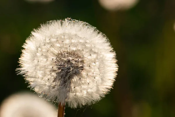 Biel Dandelion Pole Piękny Wiosenny — Zdjęcie stockowe