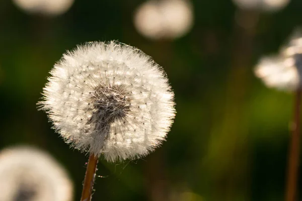 Een Witte Paardebloem Een Veld Mooi Lente — Stockfoto