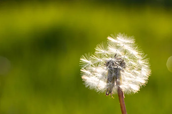 Een Witte Paardebloem Een Veld Mooie Lentetijd — Stockfoto