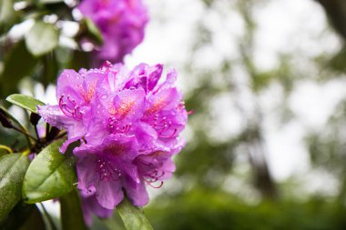 Pembe ormangülü Çiçek Bahçe