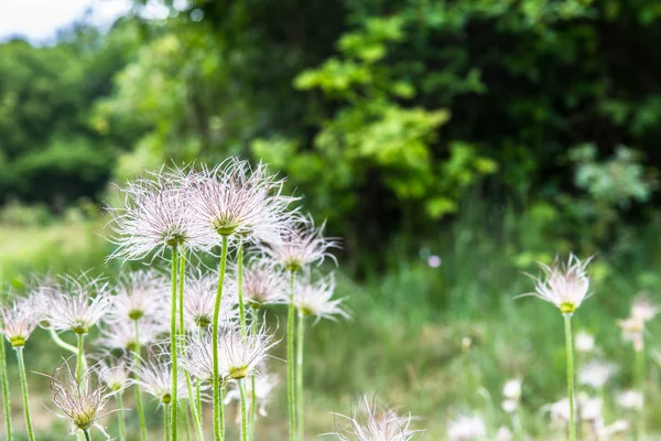 Pulsatilla-vild hårig blomma närbild — Stockfoto