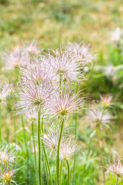 Pulsatilla-wilde harige bloem close-up — Stockfoto
