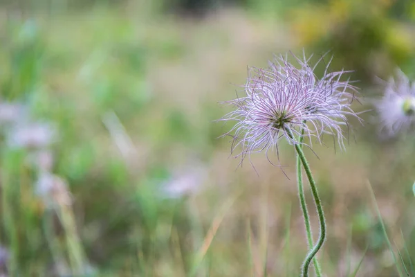 Pulsatilla - primo piano del fiore peloso selvatico — Foto Stock