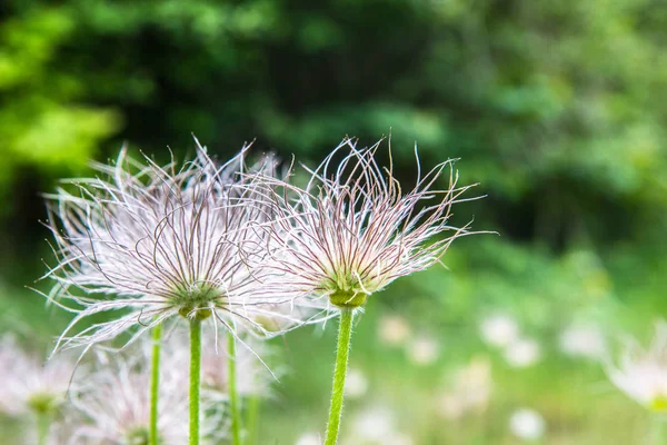 Pulsatilla - flor peluda salvaje primer plano — Foto de Stock