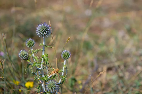 Echinops bitki topları güneşli bir günde — Stok fotoğraf