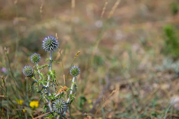 Przegorzan roślin kulki na słoneczny dzień — Zdjęcie stockowe