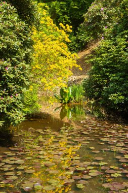 çalılar tarafından çevrili bir parkta küçük bir gölet
