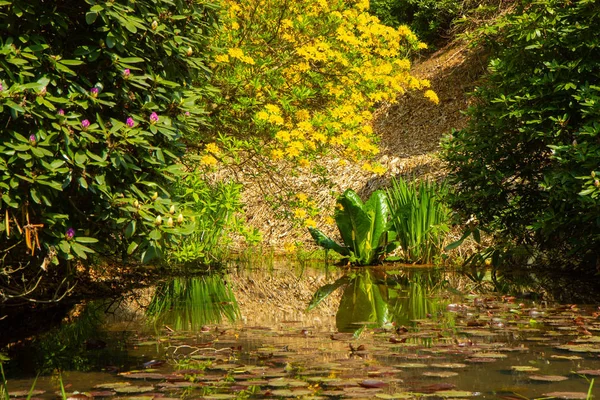 A small pond in a park surrounded by bushes — Stock Photo, Image