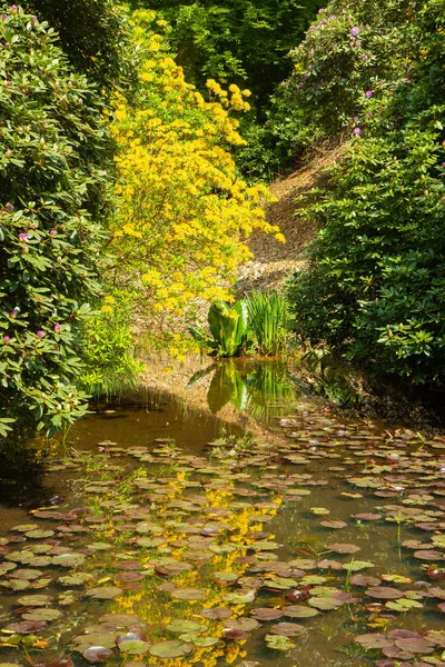 A small pond in a park surrounded by bushes — Stock Photo, Image