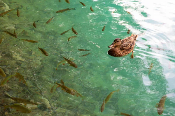 Peces en aguas del Parque Nacional de los Lagos de Plitvice — Foto de Stock