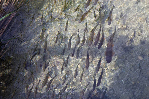 Pescar nas águas do Parque Nacional dos Lagos Plitvice — Fotografia de Stock