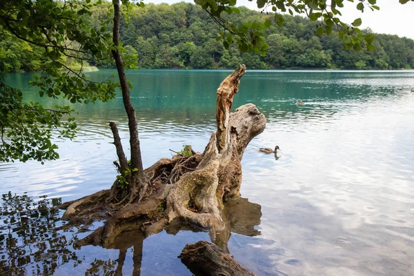 Old tree remaining at Plitvice Lakes National park — Stock Photo, Image