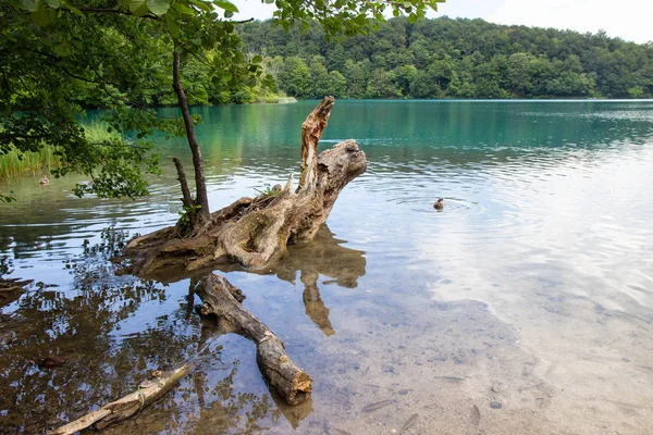 Antiguo árbol que queda en el Parque Nacional de los Lagos de Plitvice — Foto de Stock