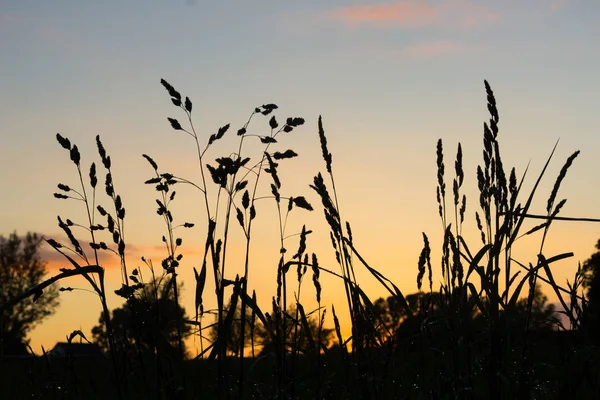 Gras tegen avondrood - zomer zonsondergang — Stockfoto